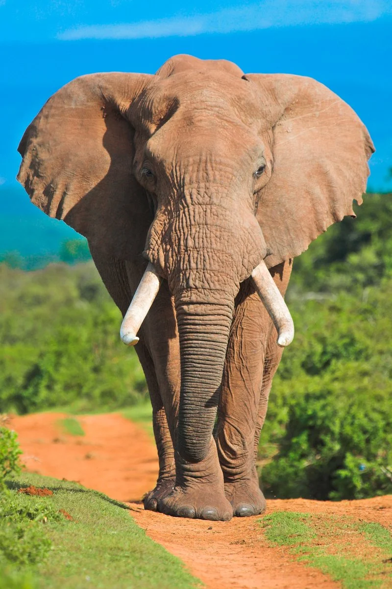 Mpumalanga - ”Elephant Whispers” – Johannesburg
