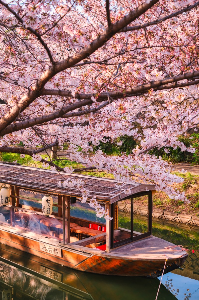 Dream Of Japan E Maldive - Kyoto, Stagione Della Fioritura Dei Ciliegi