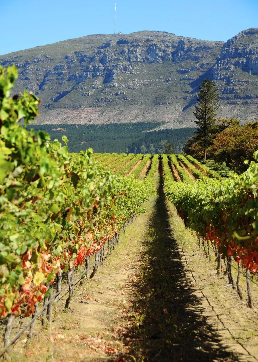 Voyager Shalati E Zanzibar - Cape Town, Vigneto