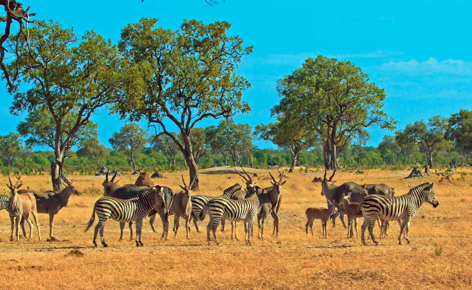 Da Hwange All'Okavango - Hwange National Park