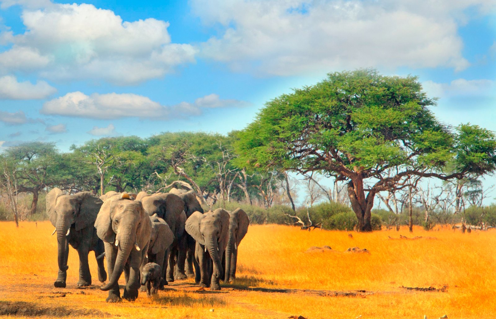 Da Hwange All'Okavango - Hwange National Park