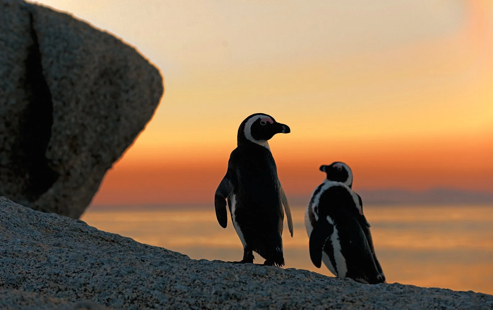 Città del Capo - Penisola del Capo