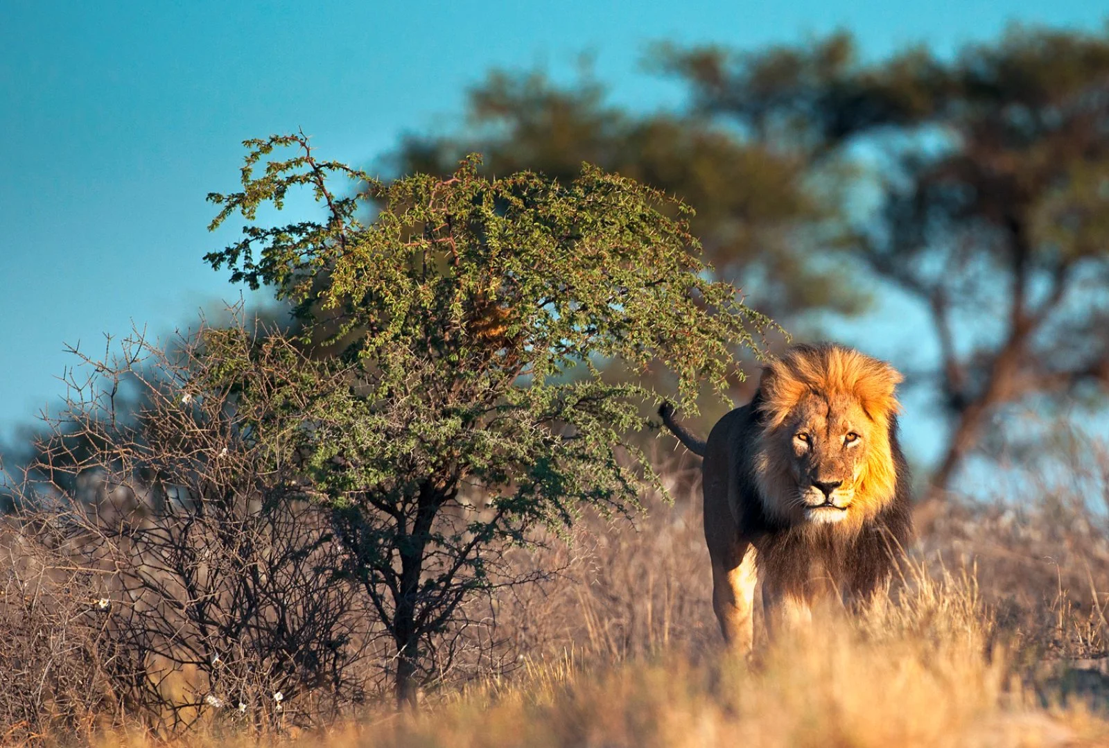 Riserva privata di Karongwe