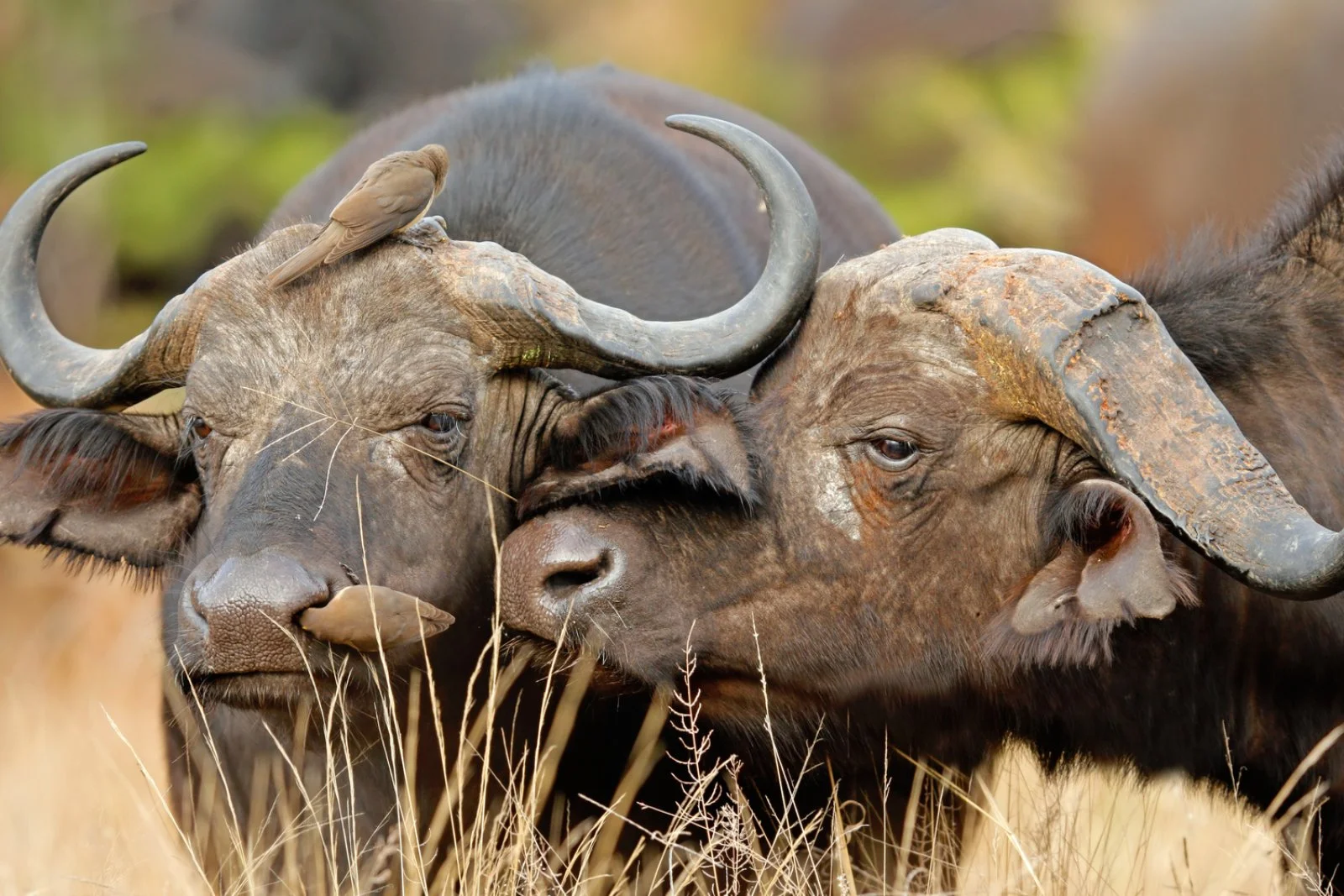 Riserva privata di Karongwe