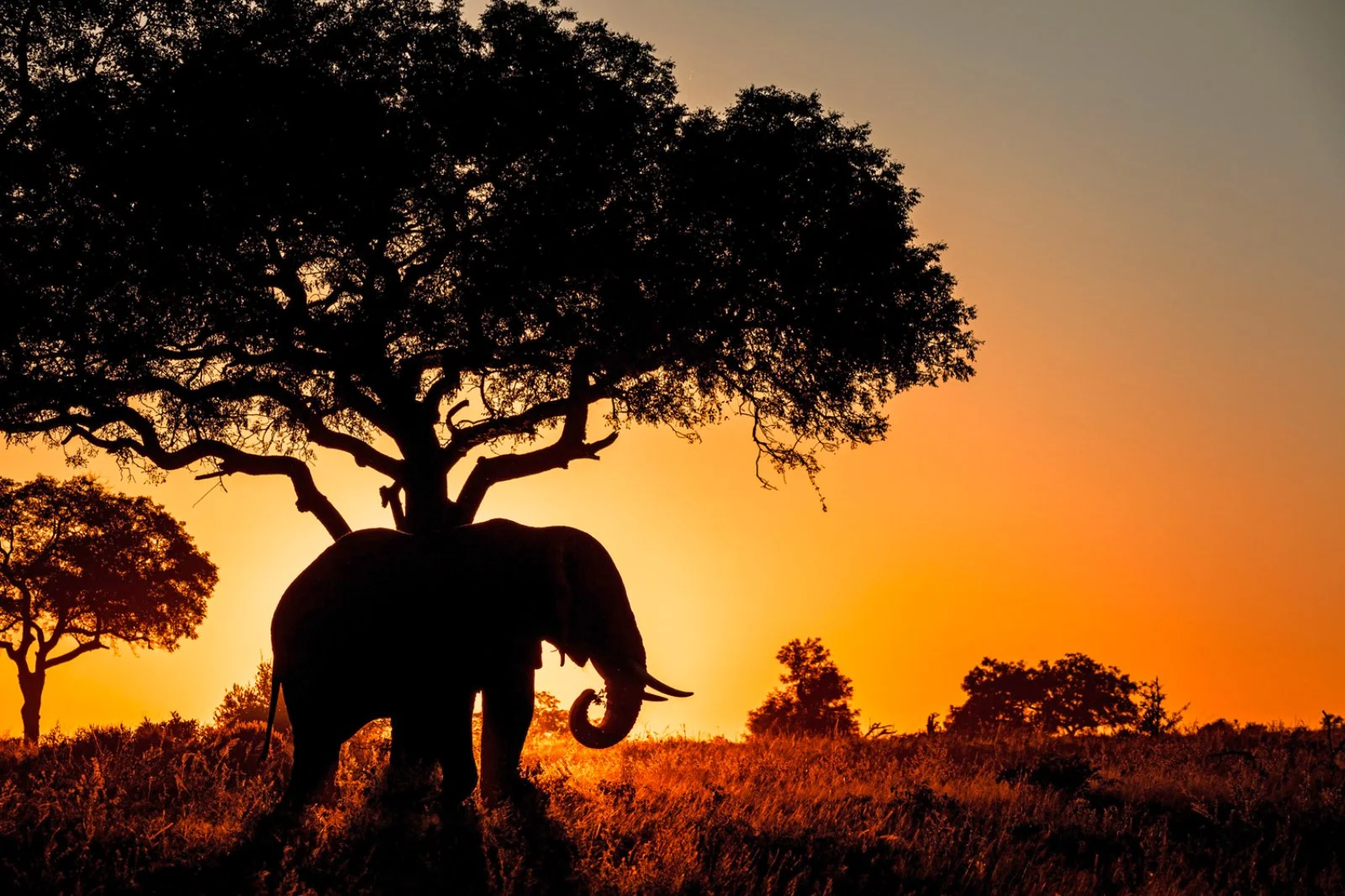 Riserva privata di Karongwe - Johannesburg - Italia