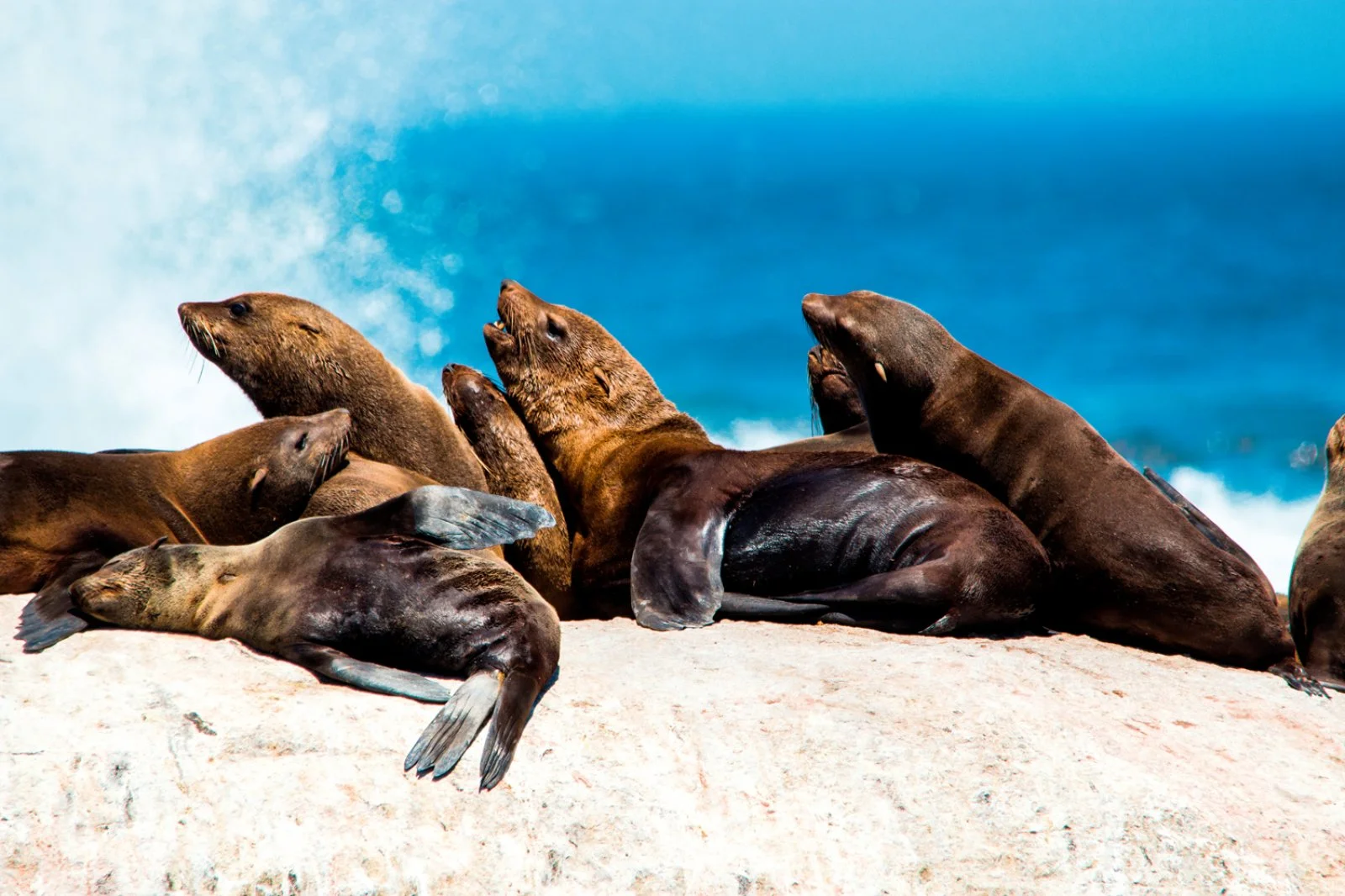 Città del Capo - Penisola del Capo - Città del Capo