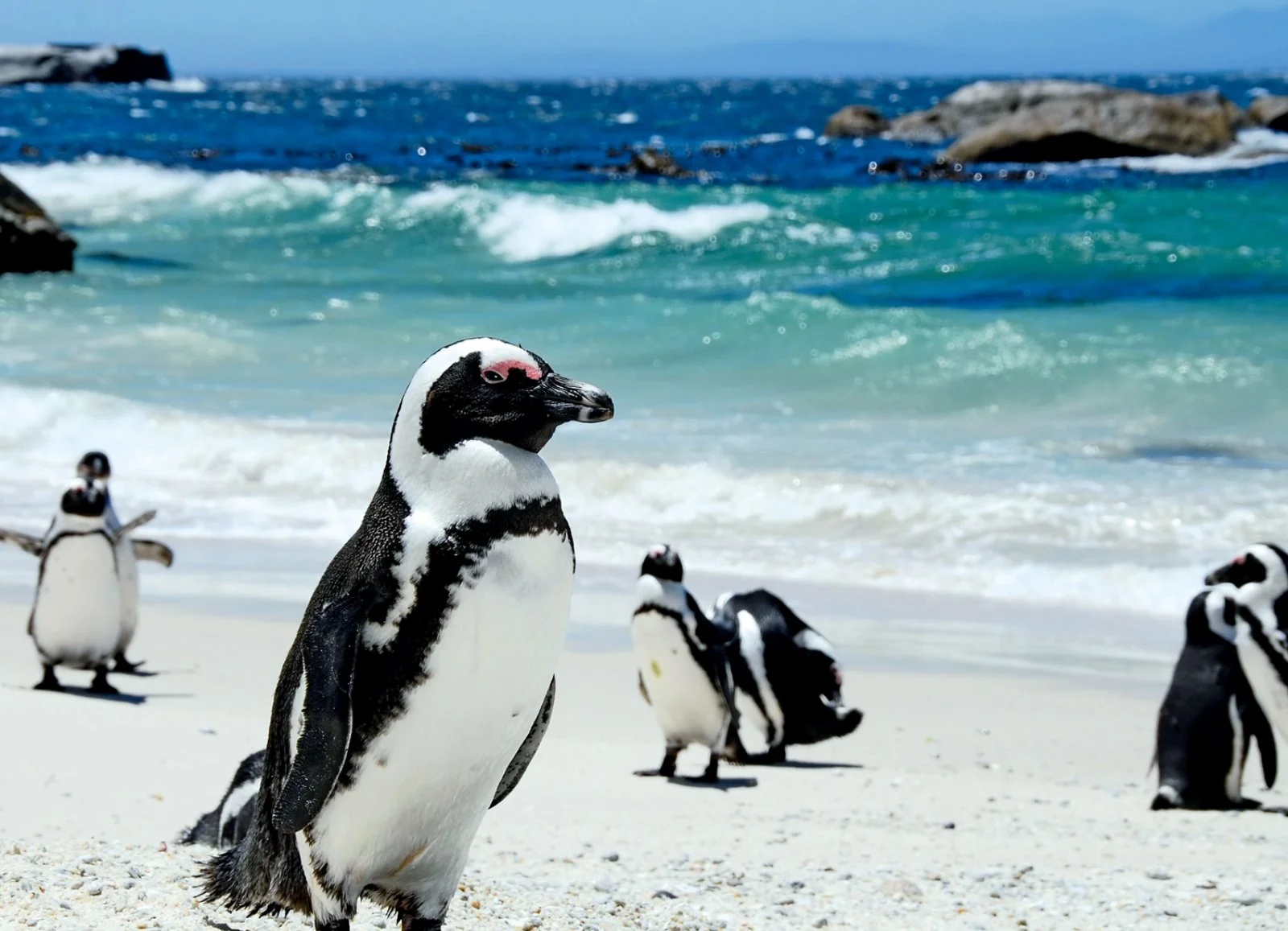 Città del Capo - Penisola del Capo - Città del Capo