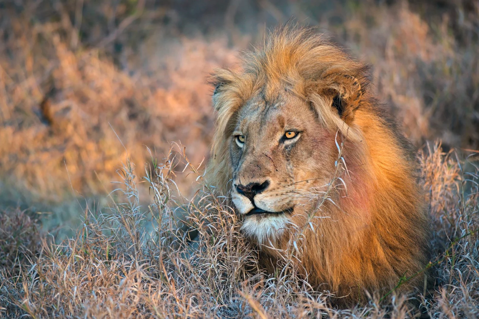 Riserva privata di Karongwe