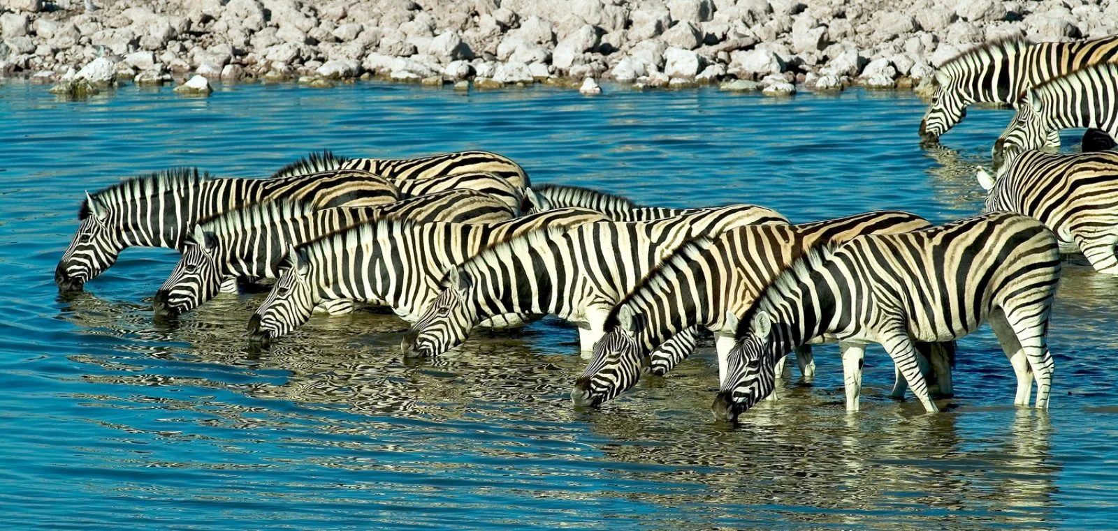 Damaraland - Etosha National Park