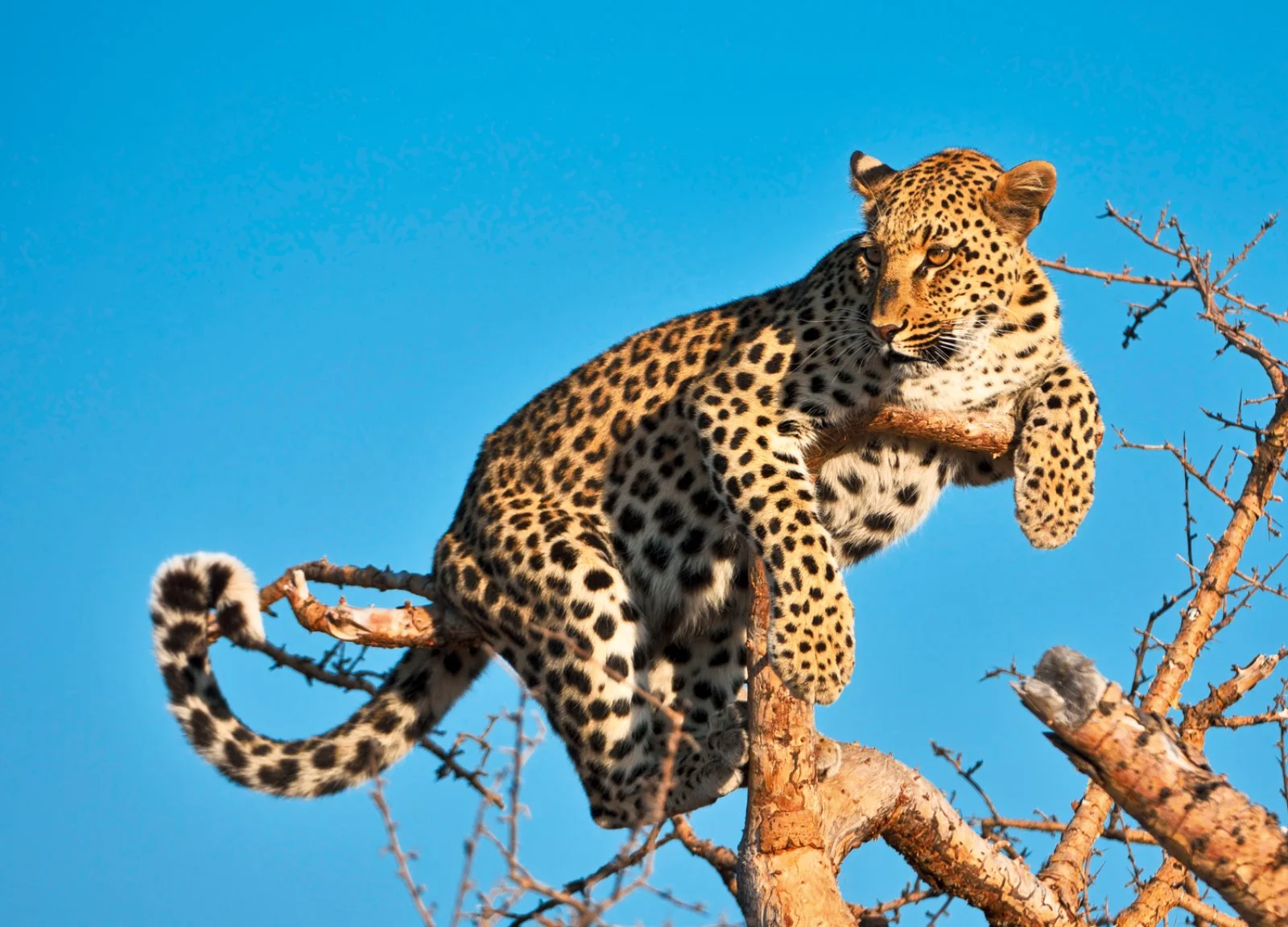 Damaraland - Parco Etosha