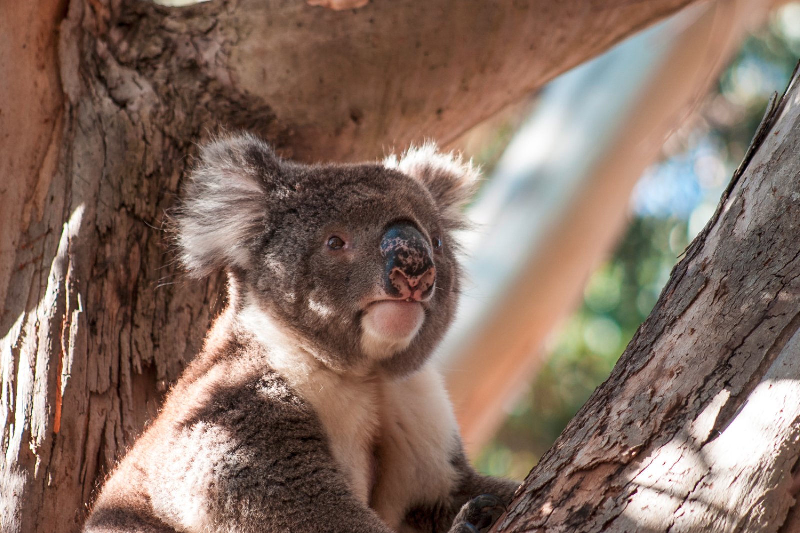 Kangaroo Island Deluxe 