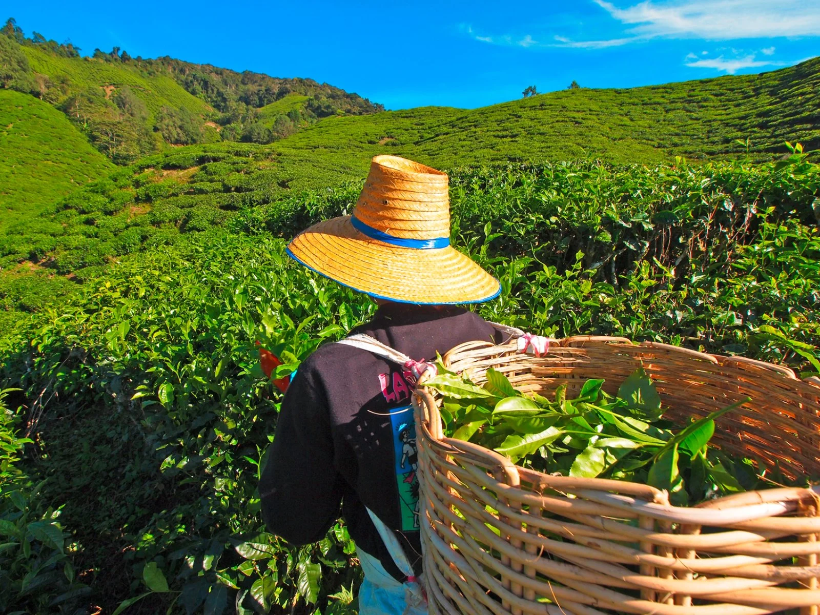 Cameron Highlands - Bukit Merah -Penang