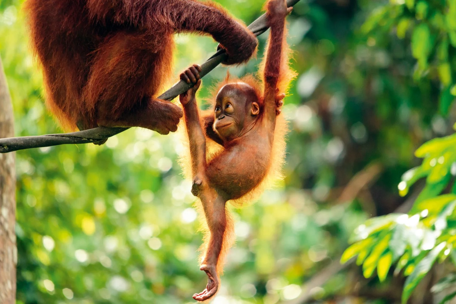 Cameron Highlands - Bukit Merah -Penang
