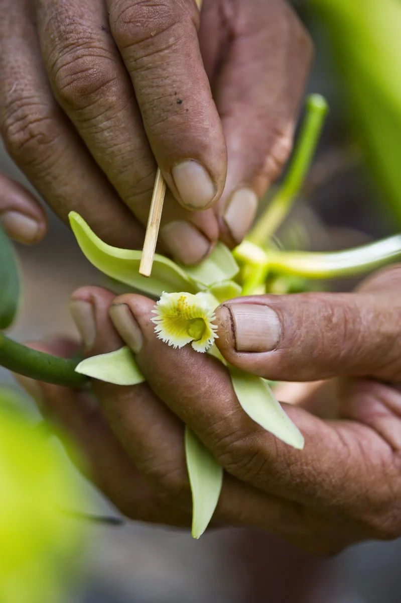 Raiatea E Taha'A Explorer 