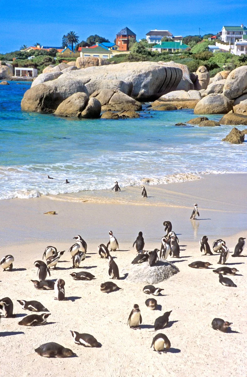 Città del Capo - Penisola del Capo - Città del Capo