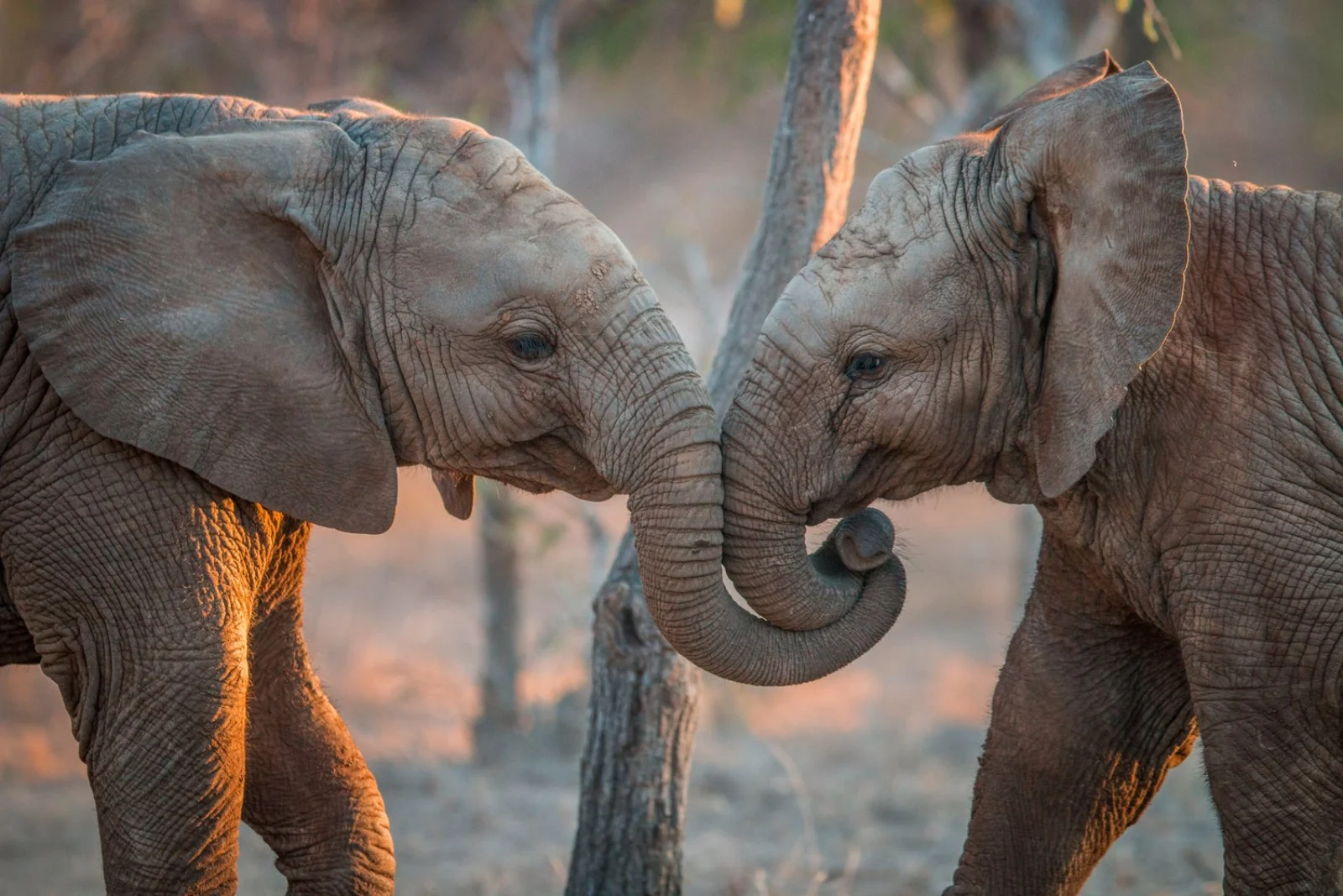 Riserva privata di Karongwe