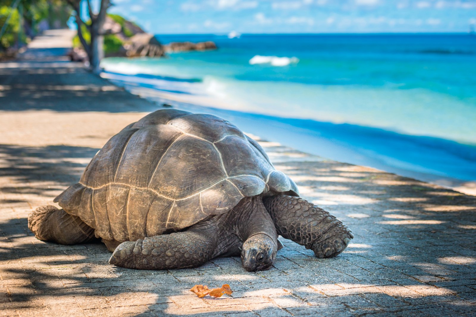 Il Meglio Delle Seychelles 