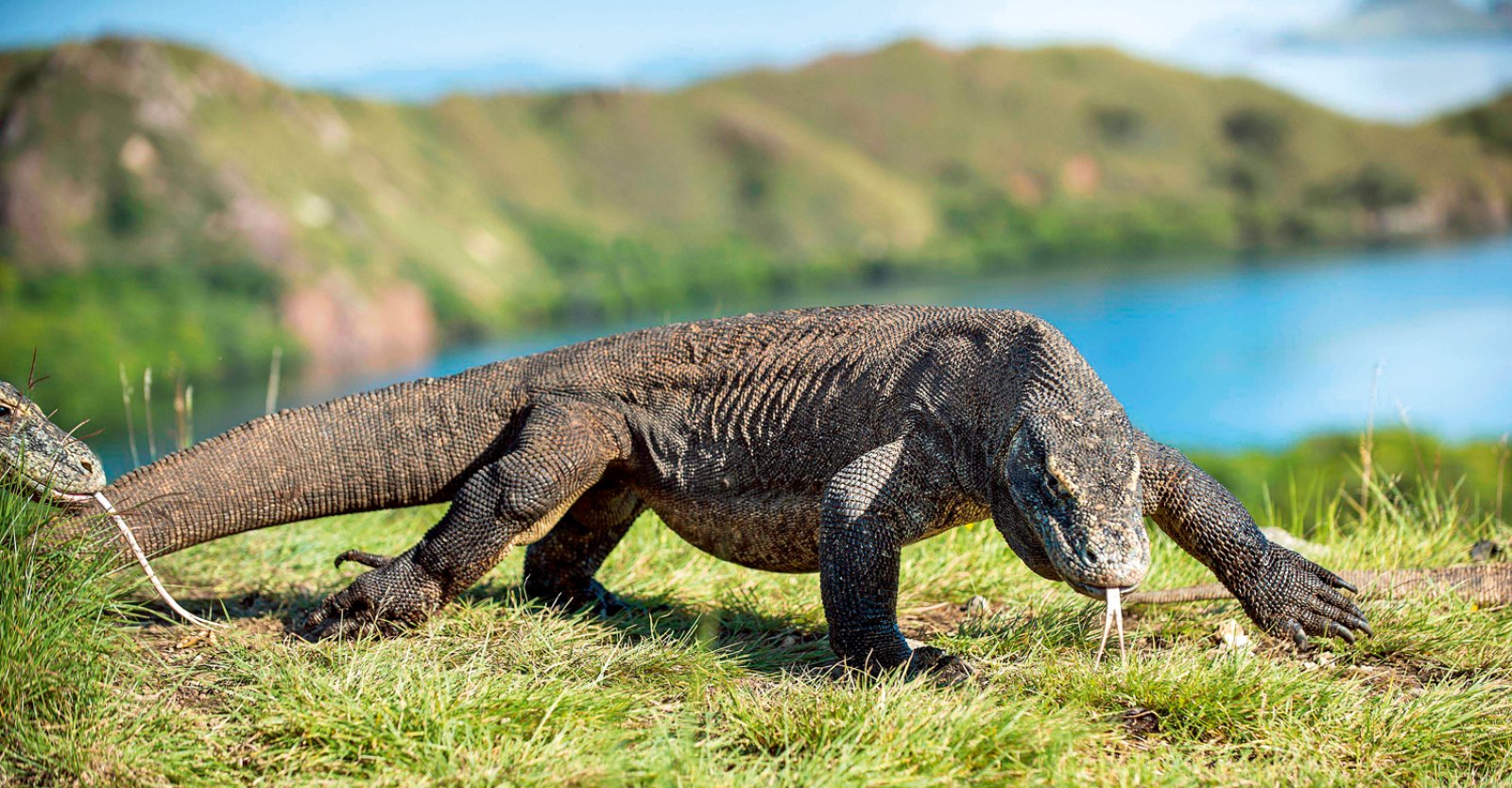 Discovery Komodo 