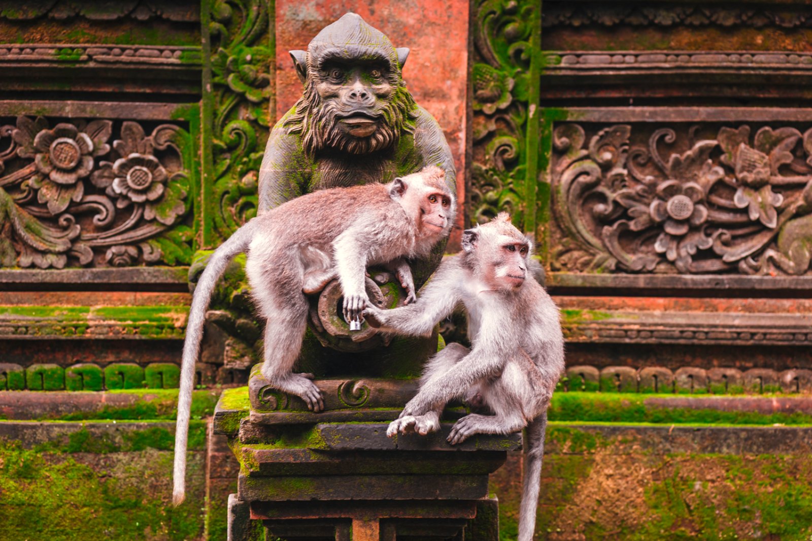 L'Isola Degli Dei E Singapore - Ubud, Foresta Delle Scimmie