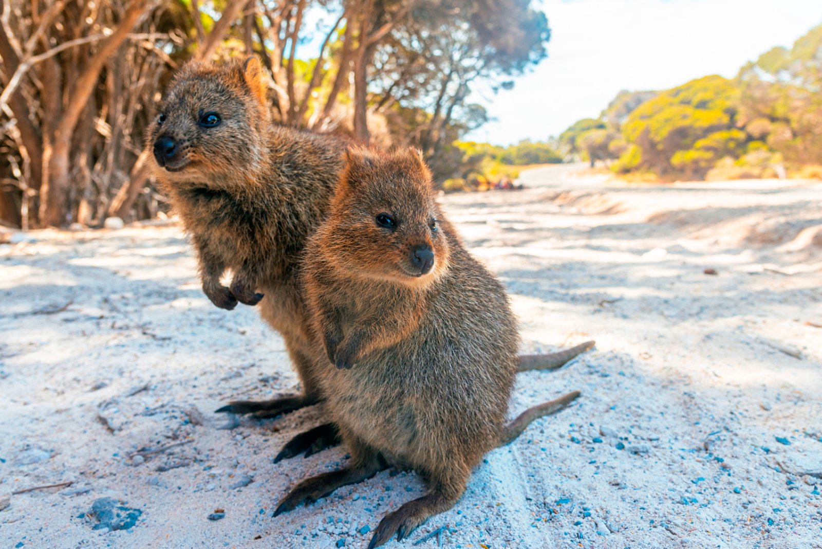 Australia In Inverno 