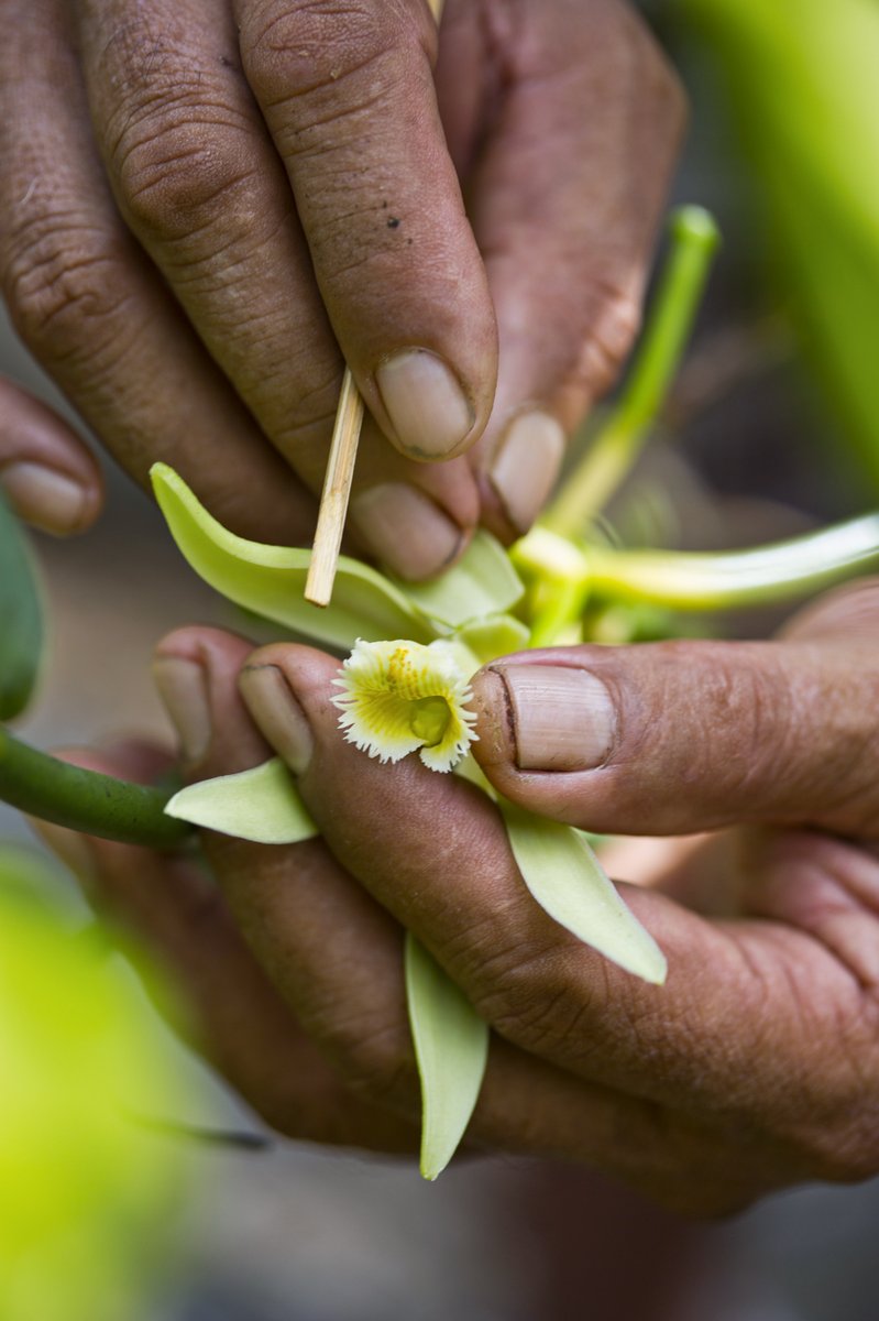 Crociera Poerava 