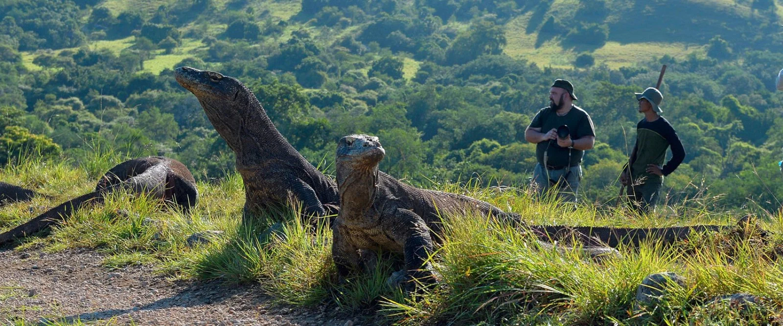 Paradisi Naturali Di Komodo 