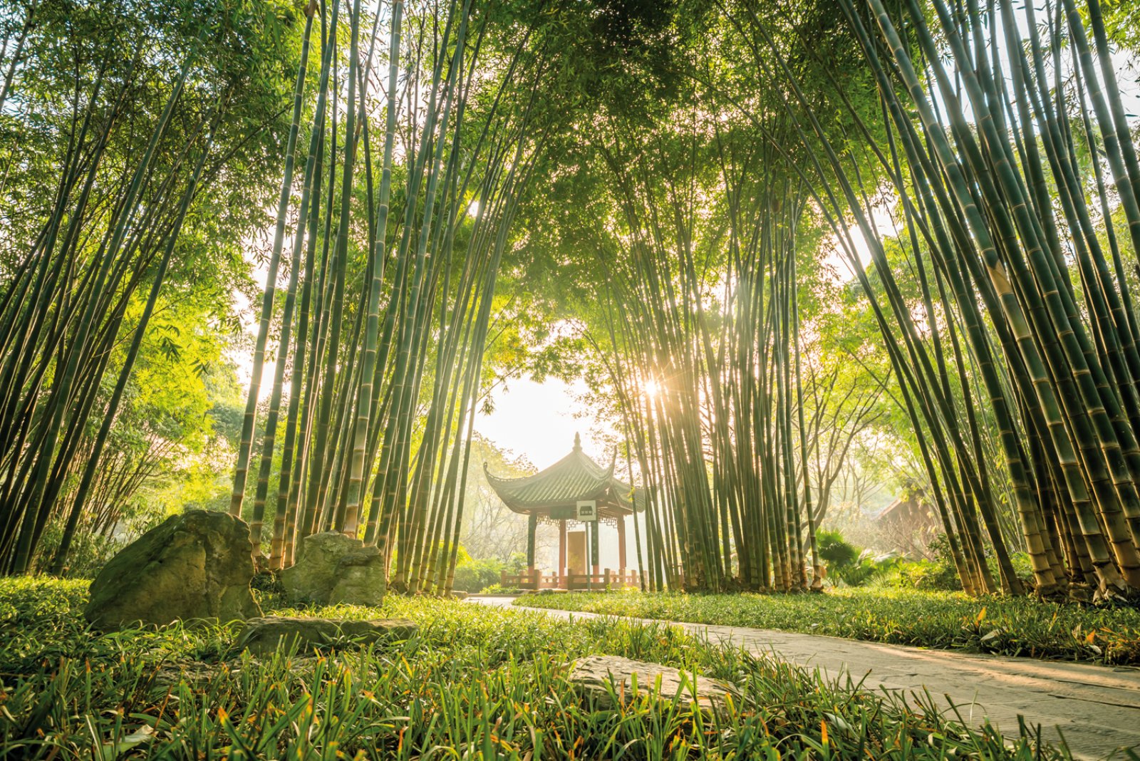 Chengdu E I Panda Giganti 