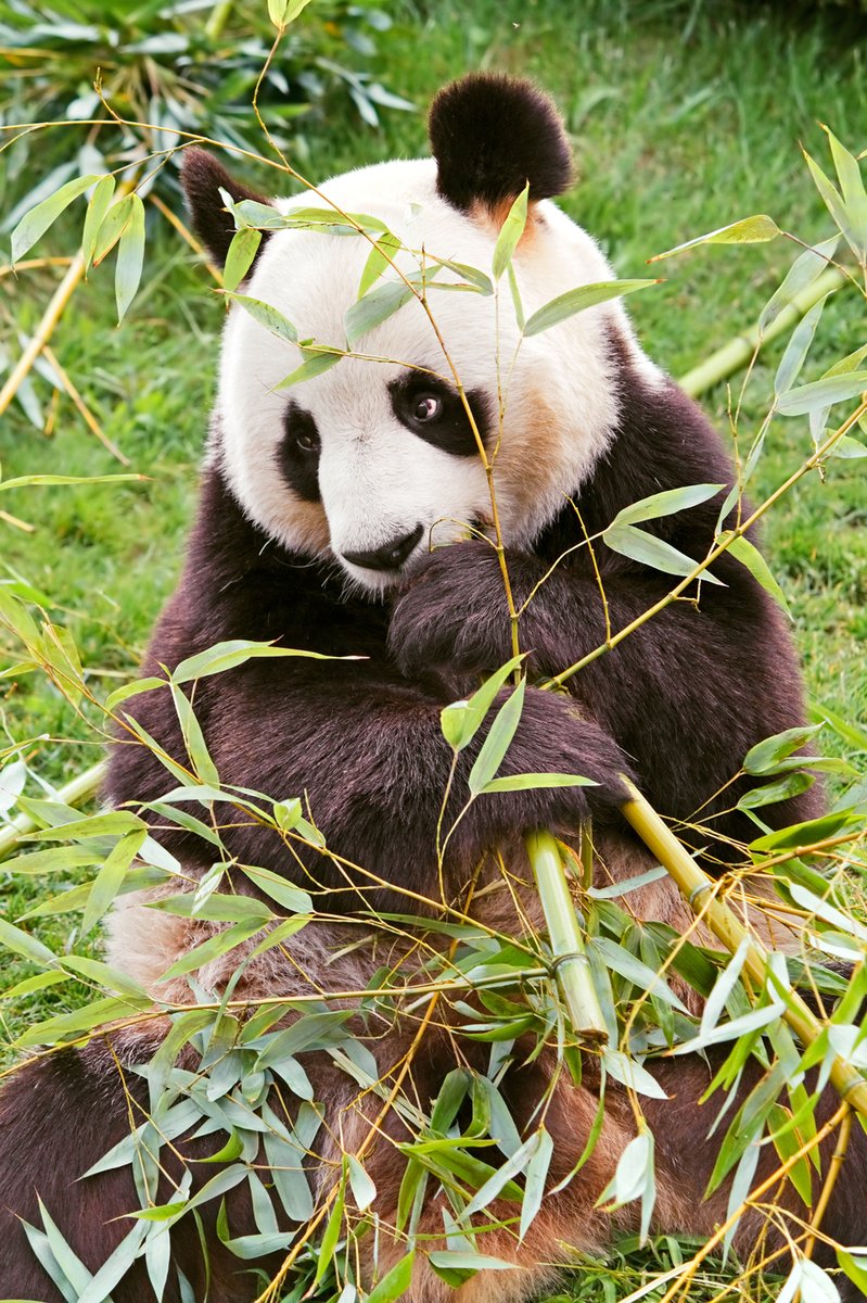 Chengdu E I Panda Giganti 