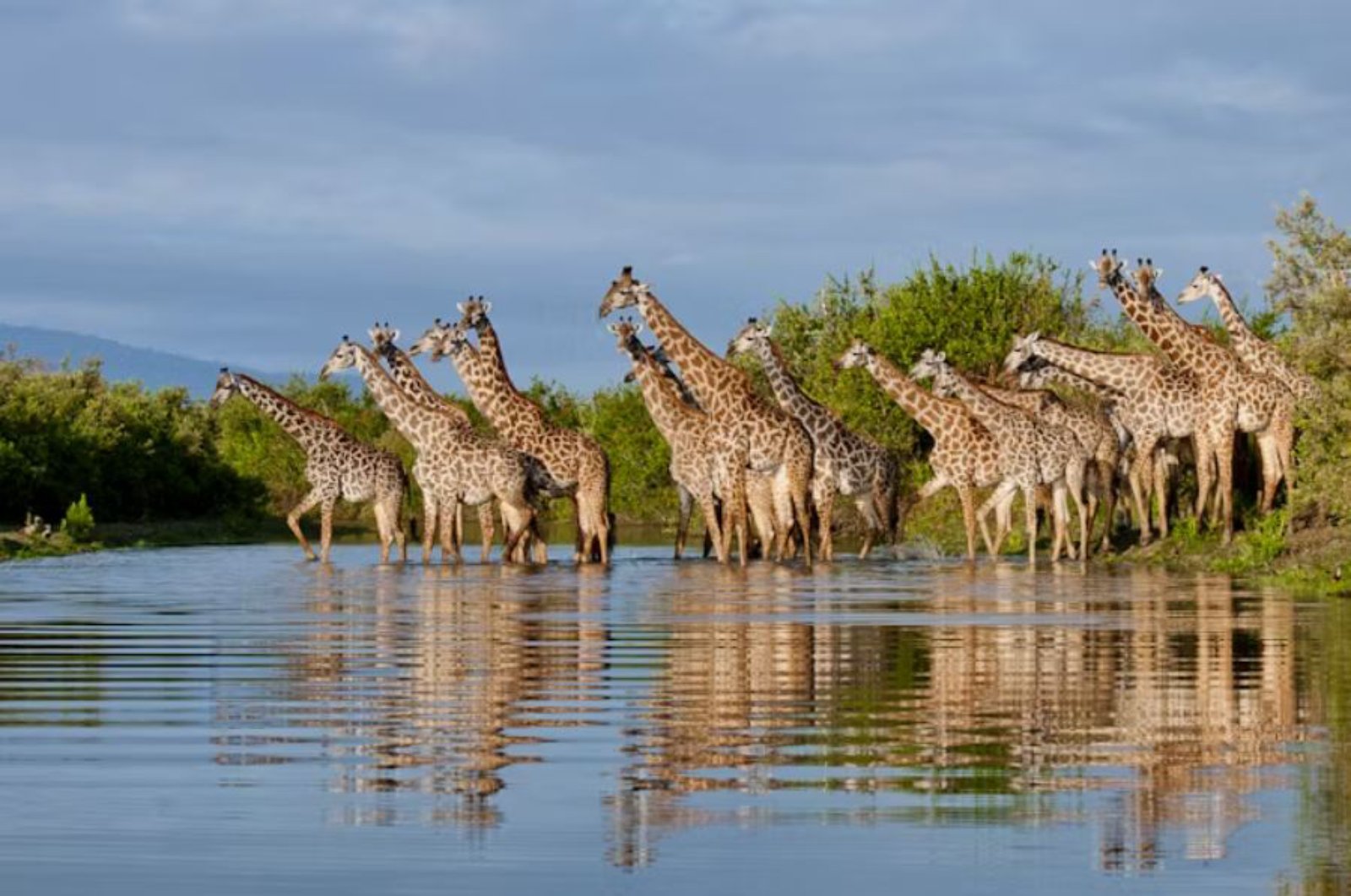 Safari Selous Experience 