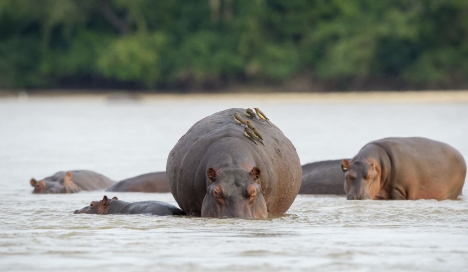 Safari Selous Experience 