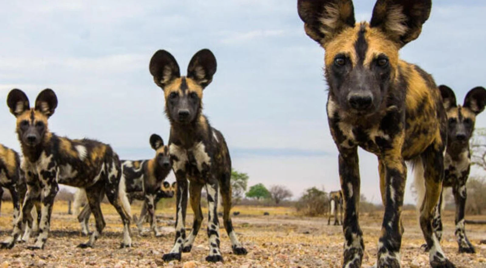 Safari Selous Experience 