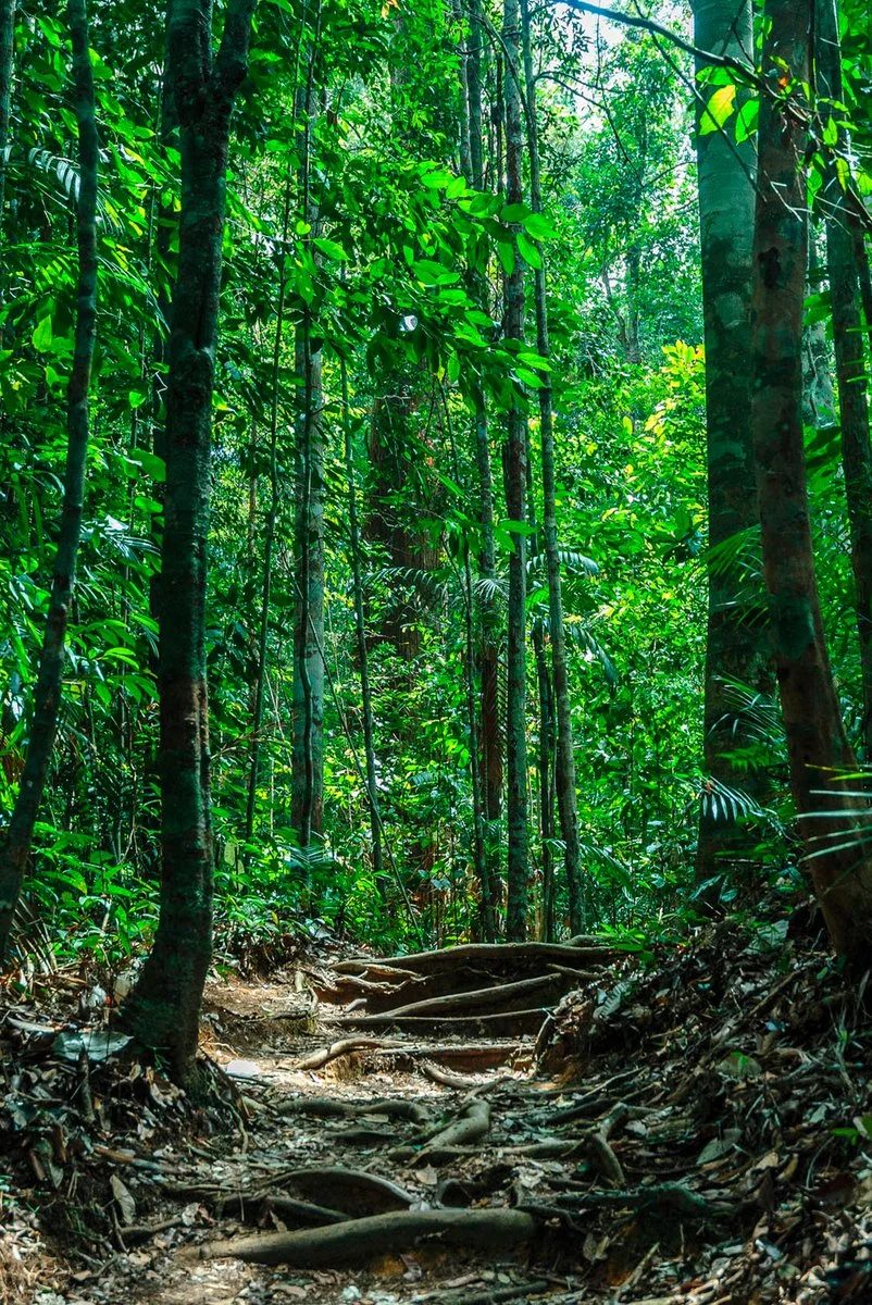 Kuala Lumpur - Taman Negara