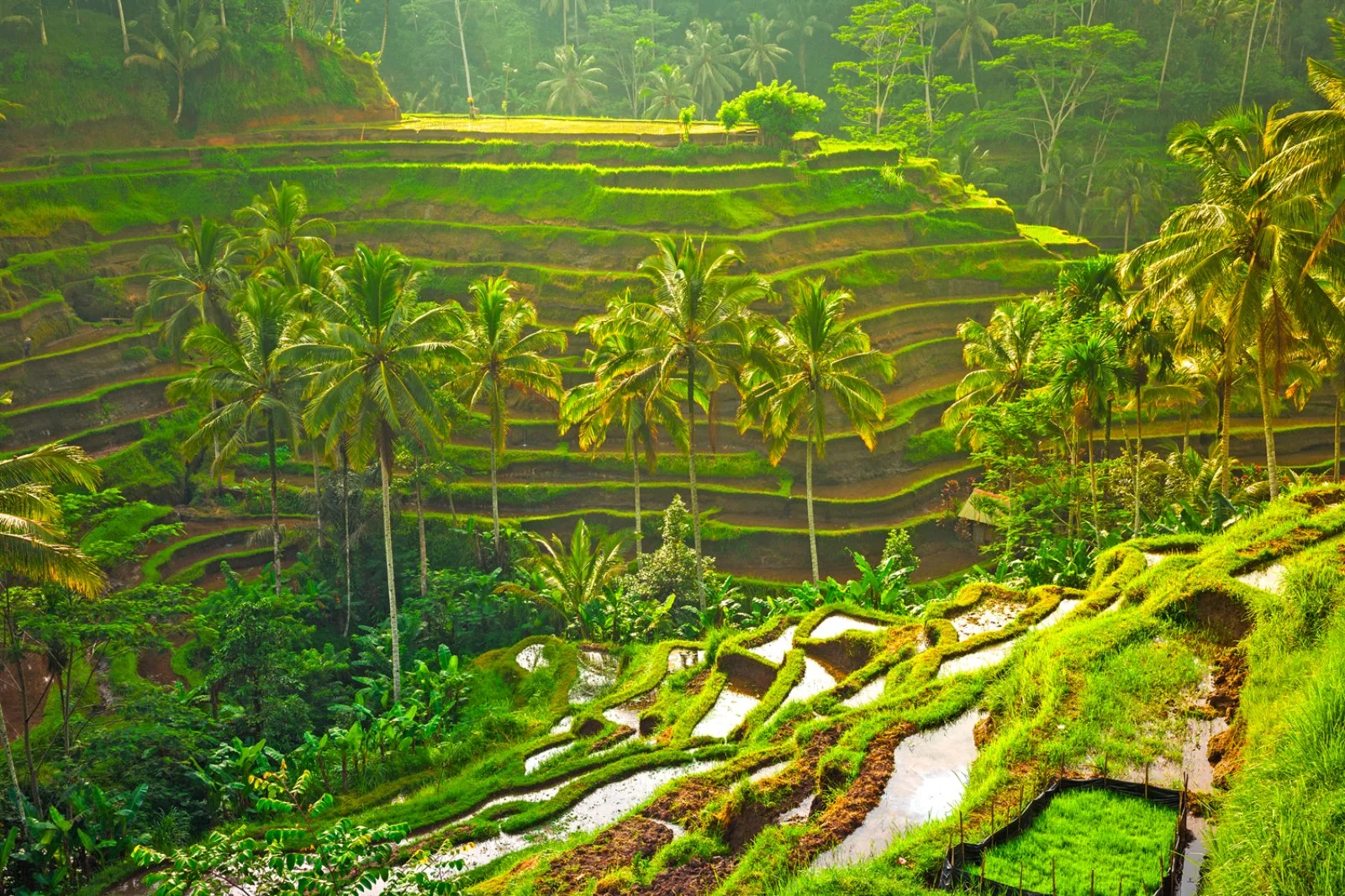 Ubud