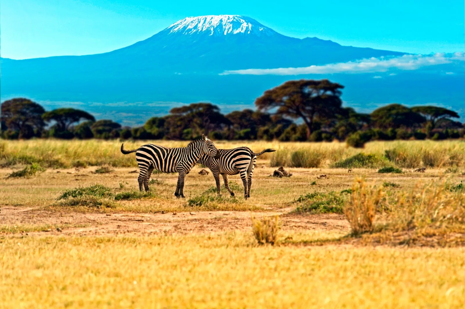 Safari Intour Tsavo Est E Taita Hills 