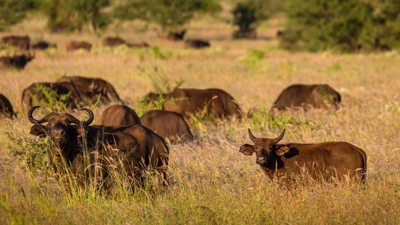 Safari Bravo Esplora Wildlife 