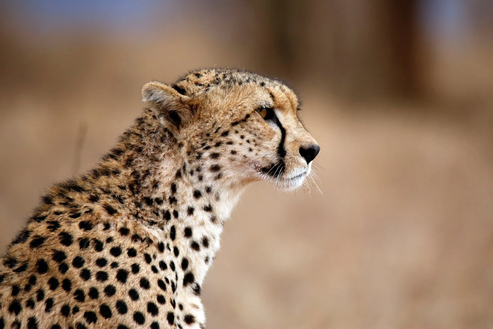 AMBOSELI/TAITA HILLS (250 km)