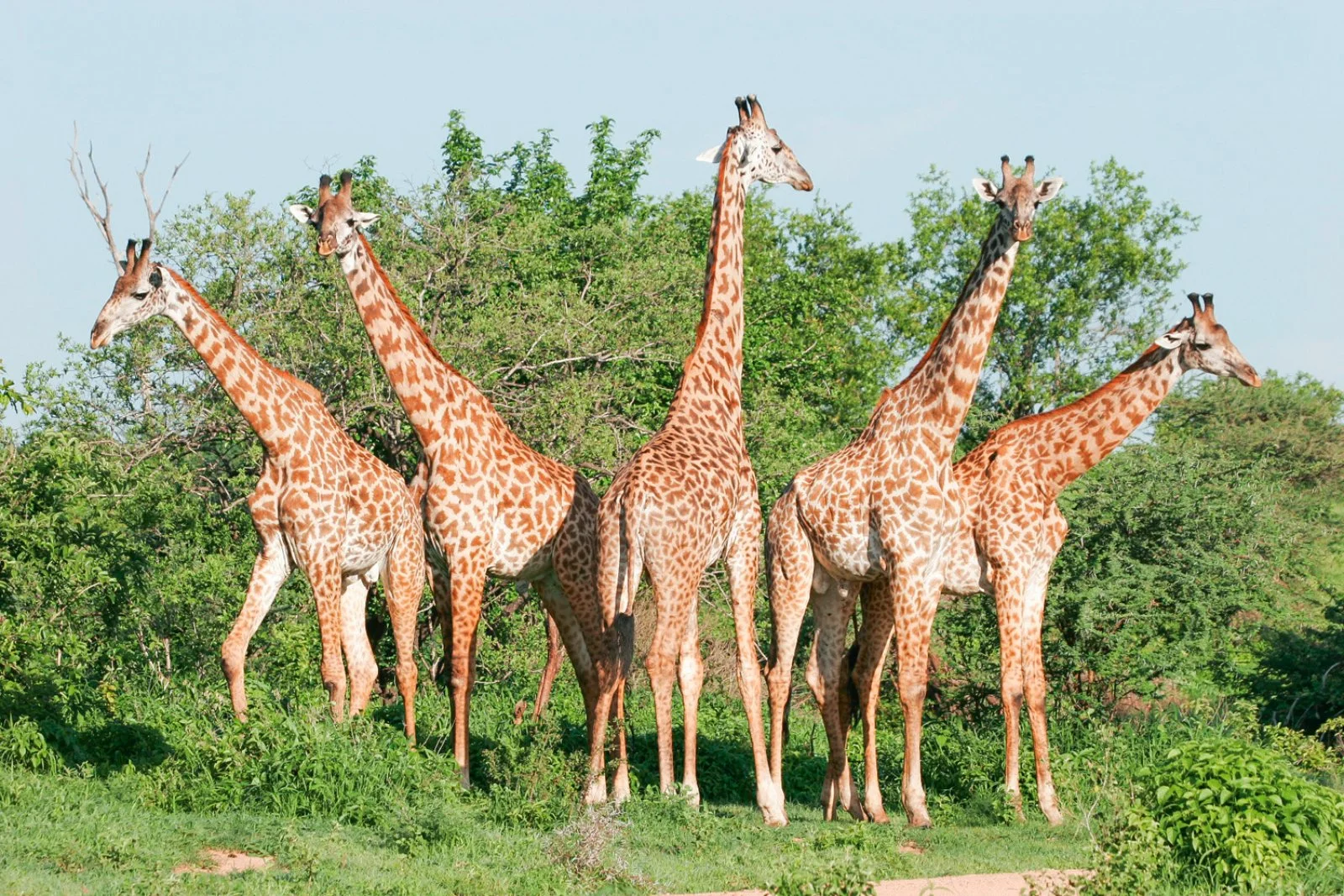 Taita Hills/Costa di Diani (370 km), Watamu o Malindi (400 km)