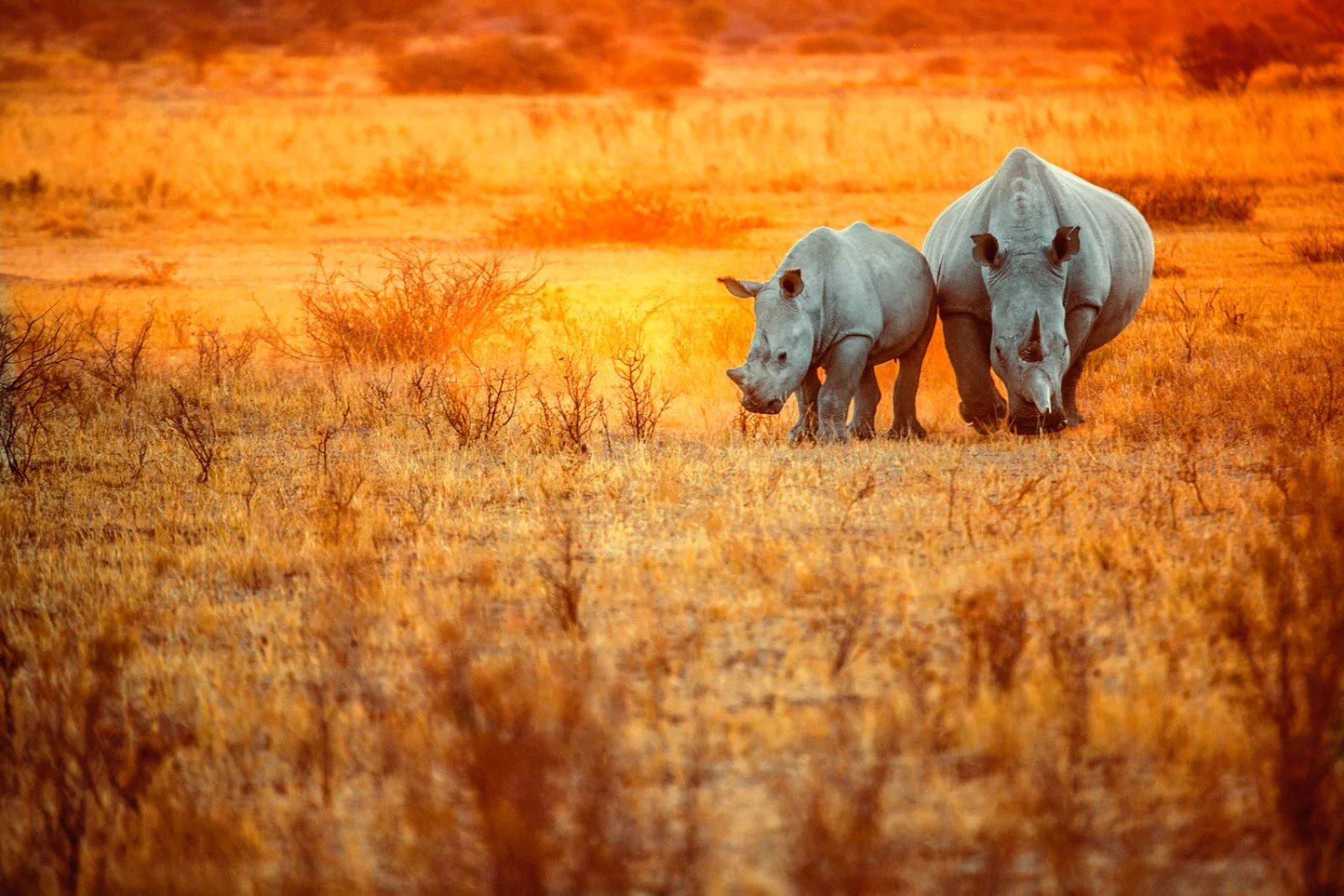 Tsavo Ovest/Amboseli (202 km)