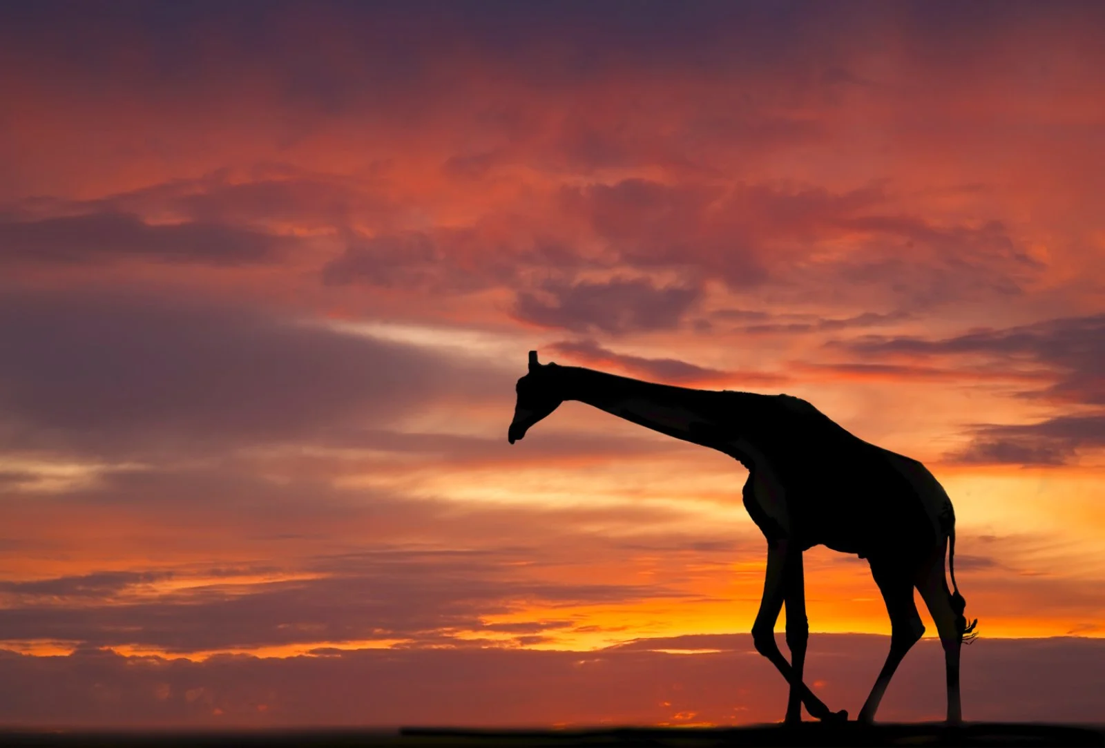 Safari Intour Kilimanjaro 