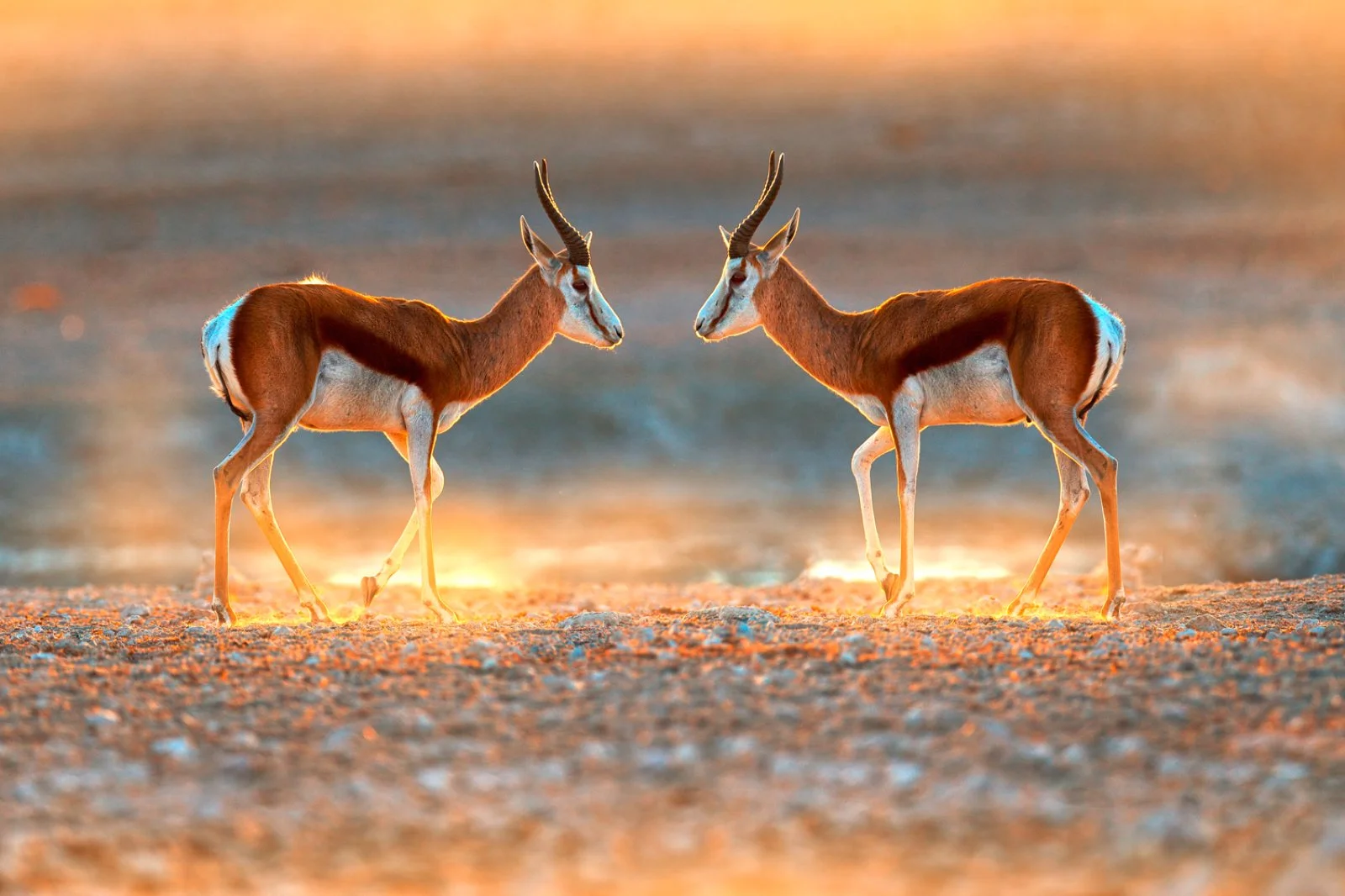 Windhoek - Parco Etosha - immagine 1 di 2