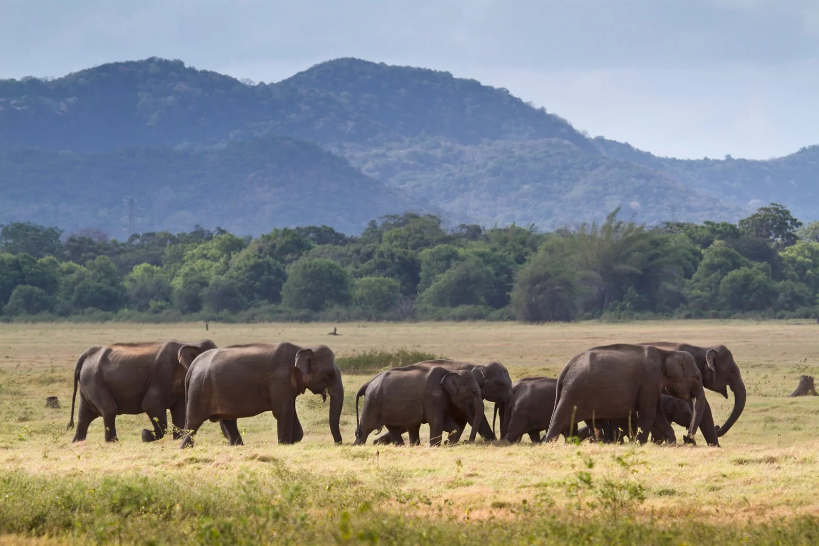 Dambulla/Polonnaruwa/Minneriya National Park/Dambulla (130 km)