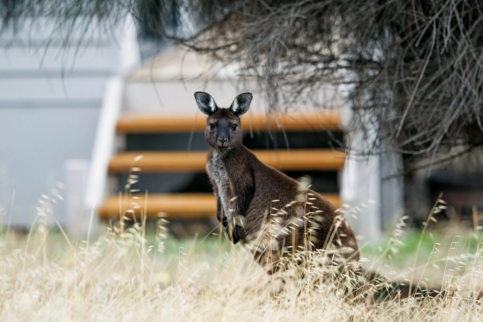 Kangaroo Island - Adelaide