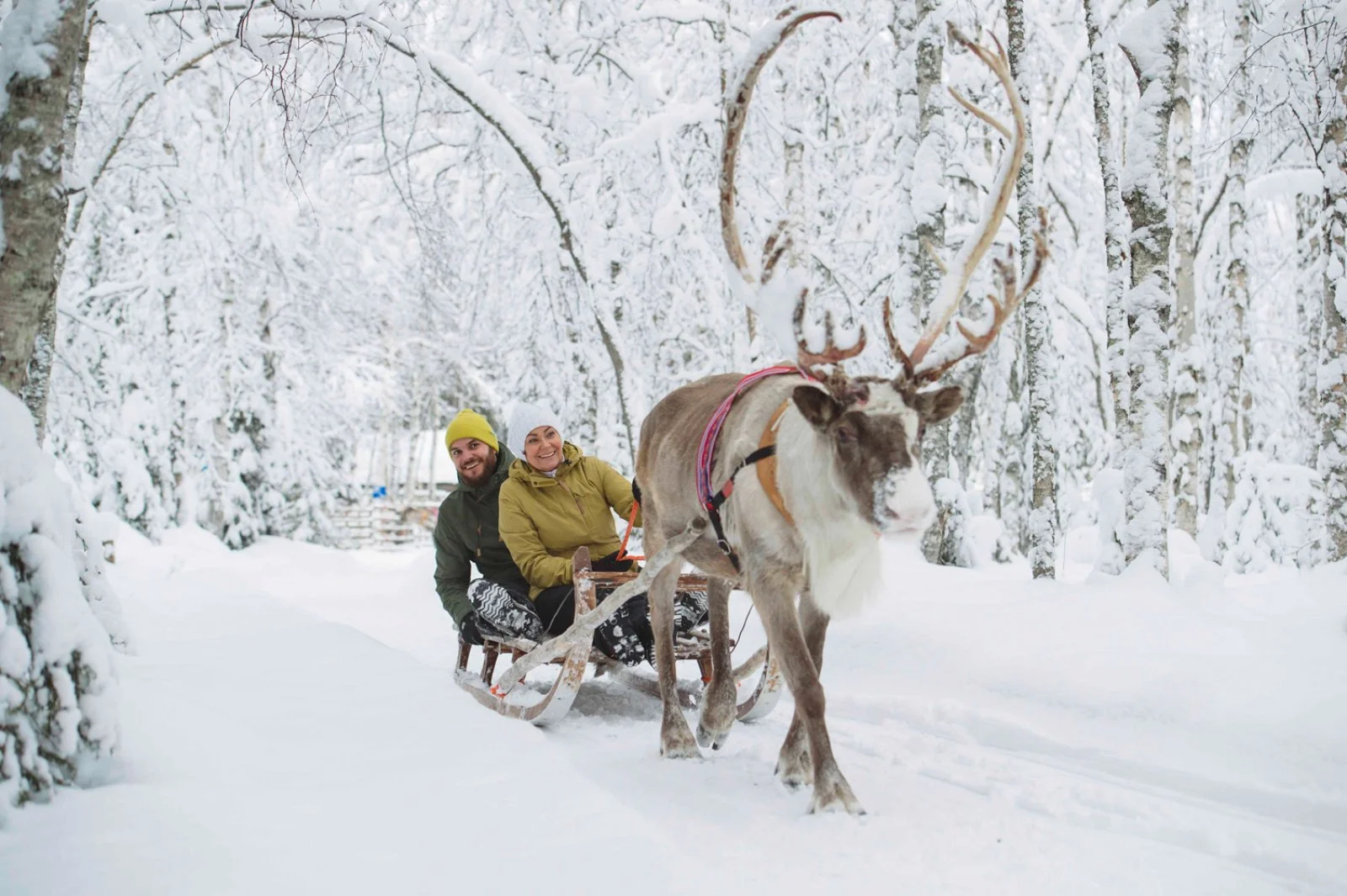 Fattoria delle renne e safari con gli husky