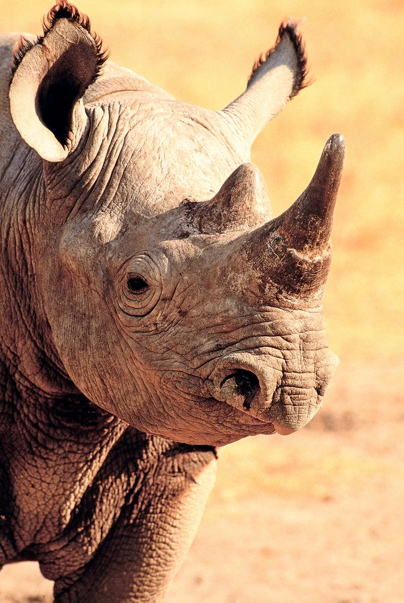 Ngorongoro - Arusha - Zanzibar