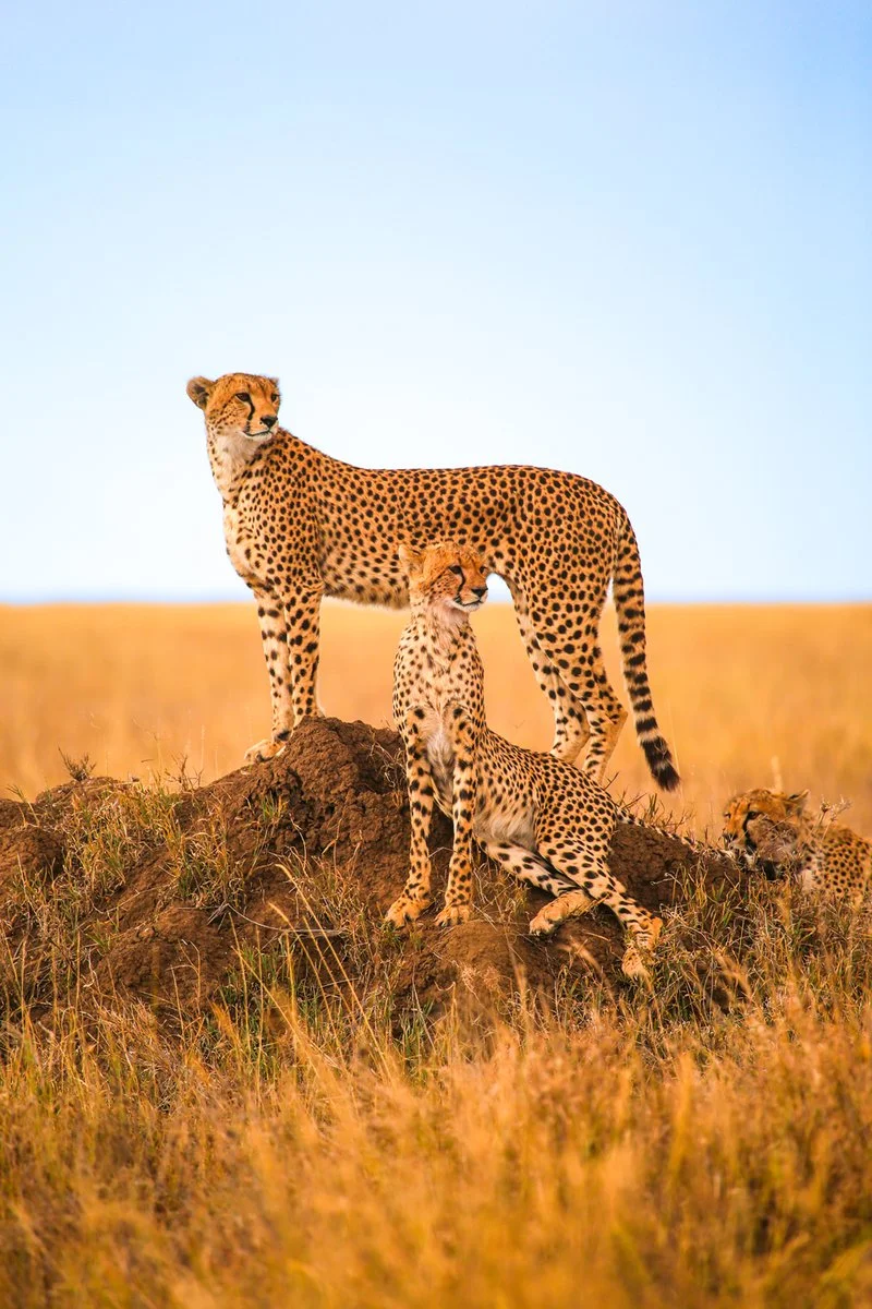 Lake Manyara - Serengeti National Park