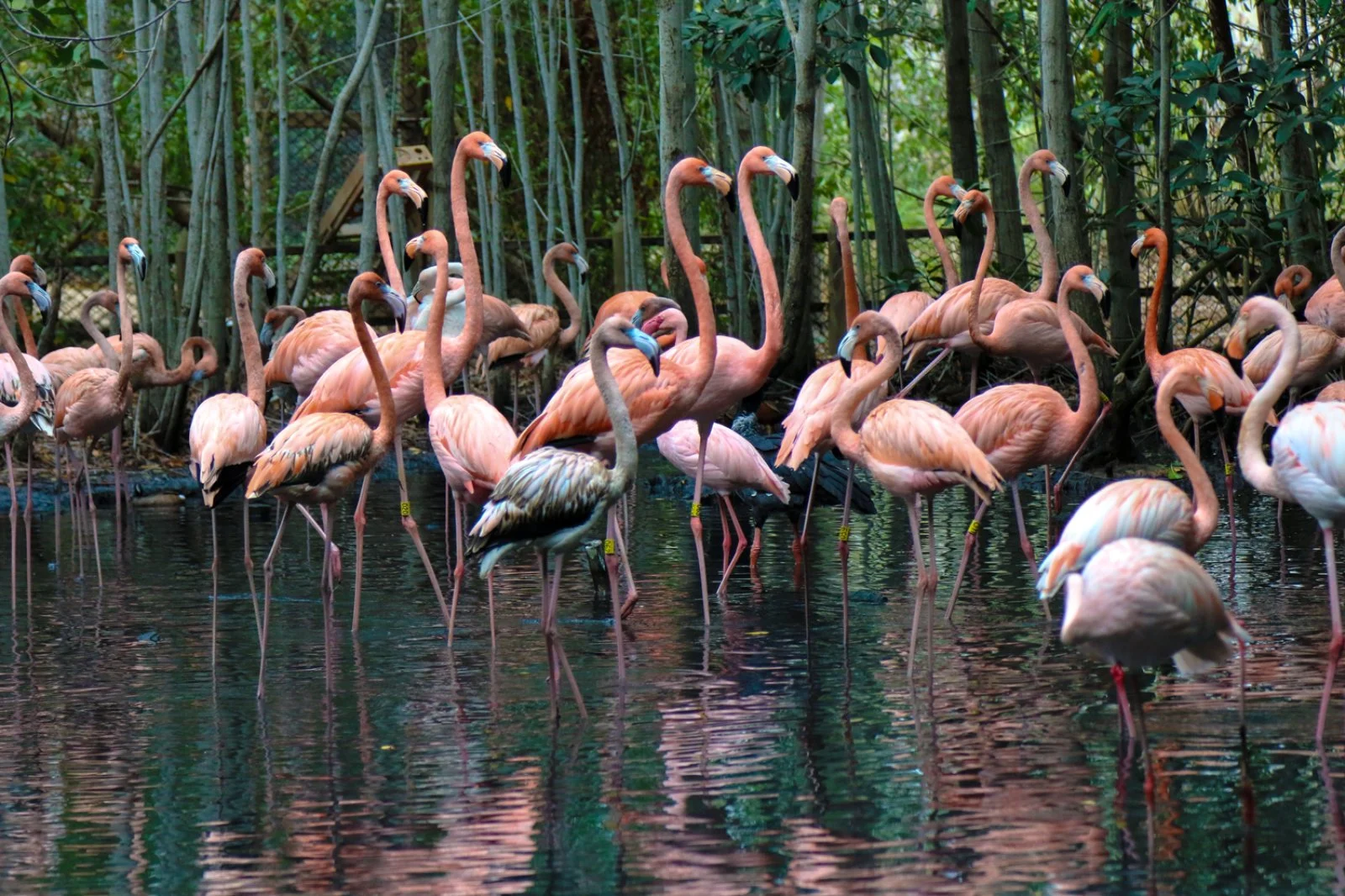BARÙ/AVIARIO NACIONAL/BARÙ (26 km)