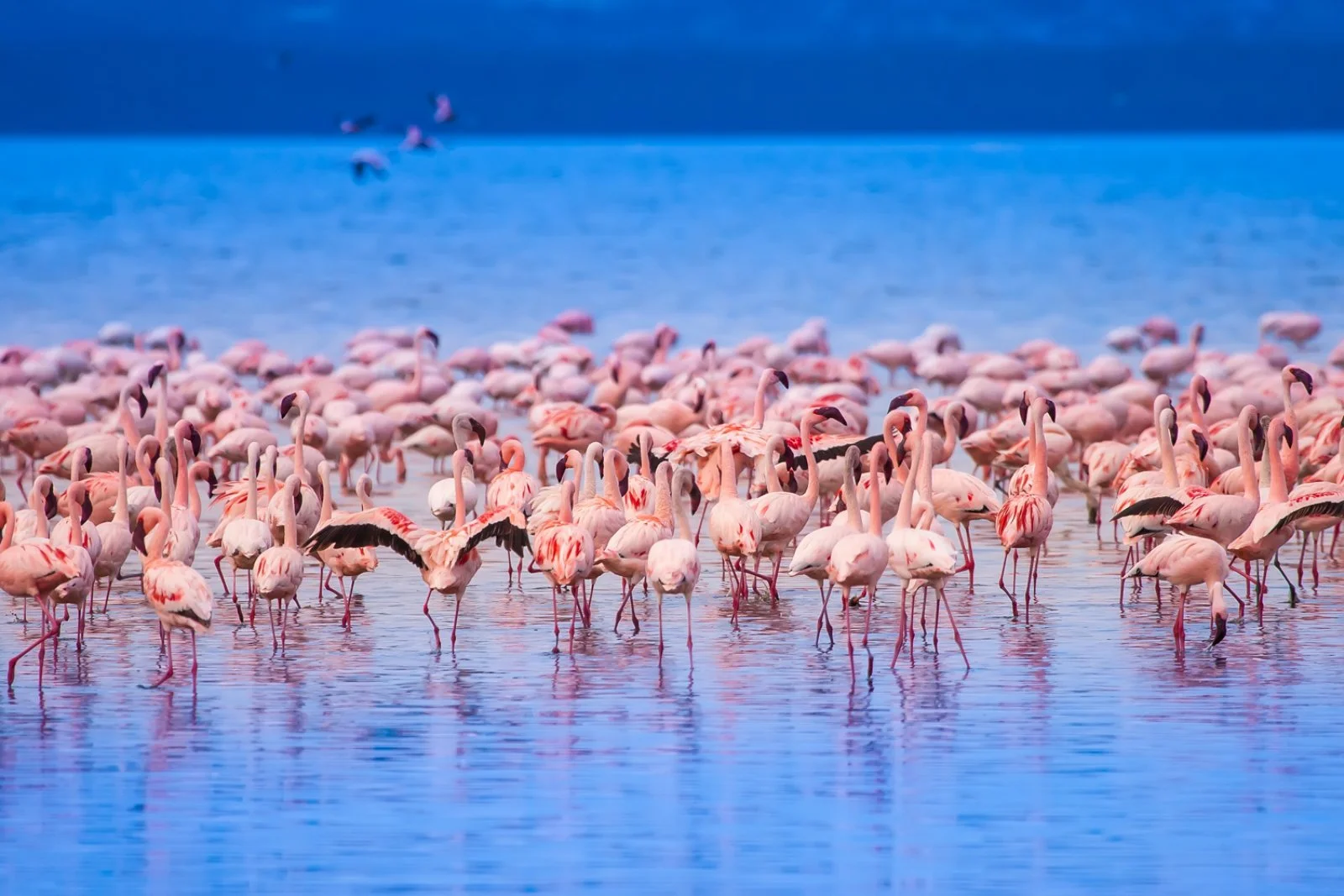 Nairobi - Lago Nakuru