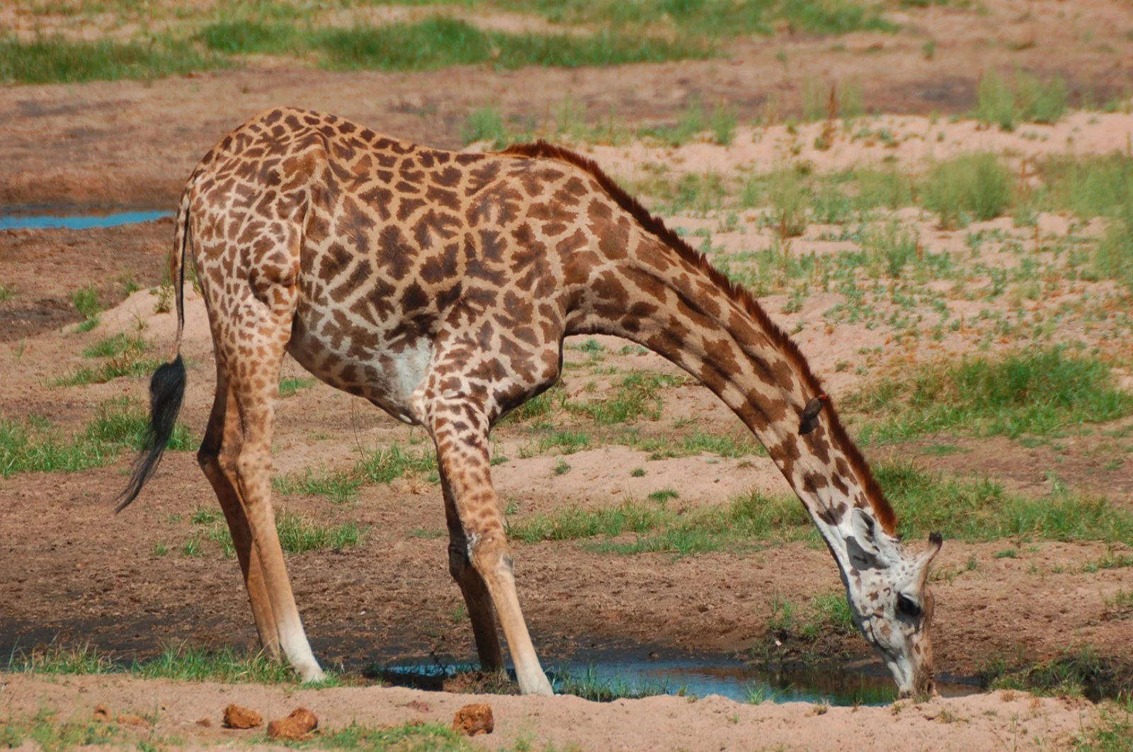 Riserva Masai Mara - Mombasa o Costa di Diani, Watamu o Malindi