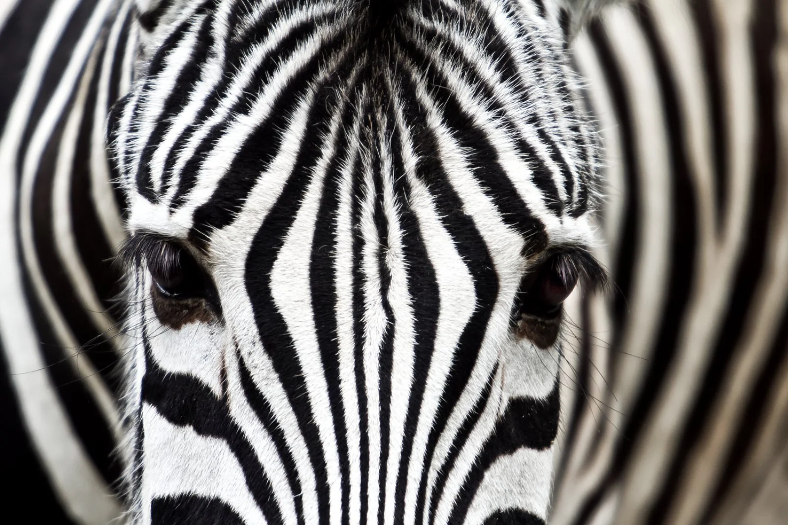 Loita Hills - Riserva Masai Mara