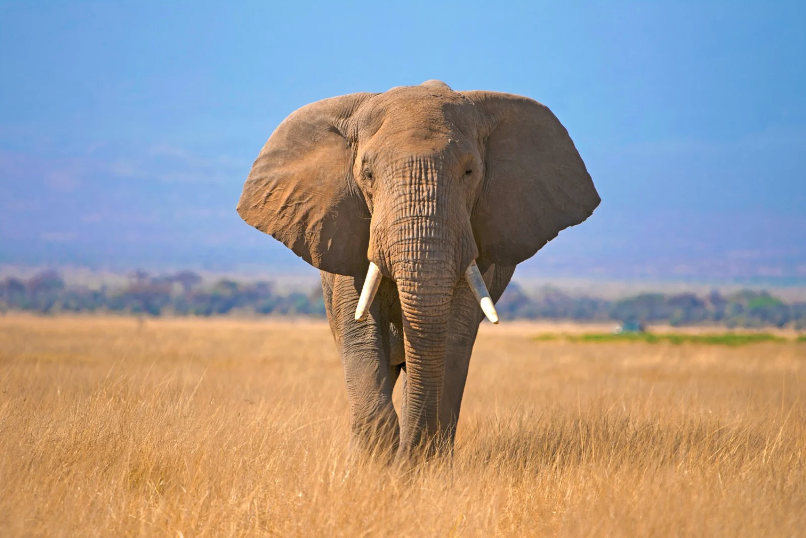 Amboseli National Park - Lake Nakuru